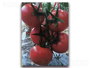 �t��K-�t�����ѷN��-���\���r(n��ng)