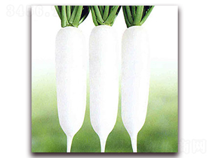 ���rR301-���}���N��-��˹��