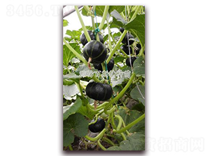 ��ͯ�����Ϲ�-�ϹϷN��-��˹��