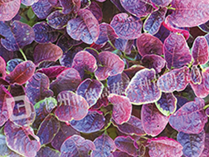 �¸�17̖-�{�˷N��-�¸�