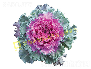 ��ϼ����-���¸��{(l��n)�N��-�¸�