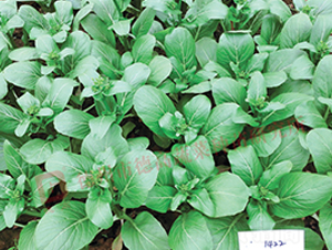 �¸�1422-���ķN��-�¸�