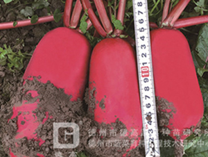 �¸߼t-�tƤ�}���N��-�¸�