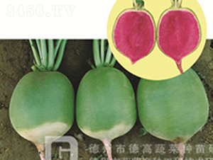 �t��ٝ-�}���N��-�¸�