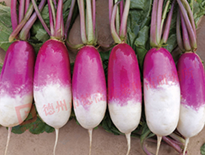 RS60-�}���N��-�¸�