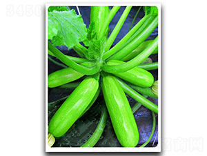 ����206-�����J�N��