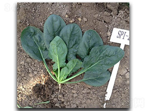 �|�����G-���˷N��