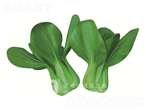 ���_������-�¸�558-�๣�˷N��-�¸�