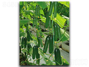 �Gؐ-�S�ϷN��