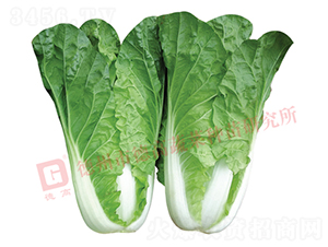 ̩�-��˷N��-�¸�