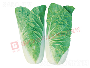 ���6̖-��˷N��-�¸�