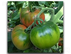 ����PT1208-���ѷN��