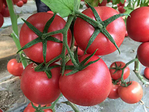 ����PT328-���ѷN��