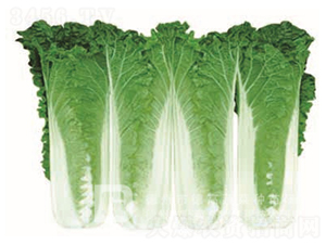 �¸�������-���޲˷N��-�¸�