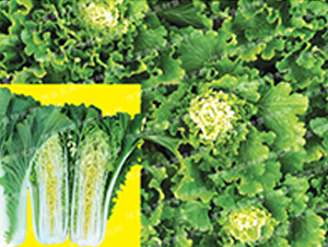 ��ò�-�¸�371-��ײ˷N��-�¸�