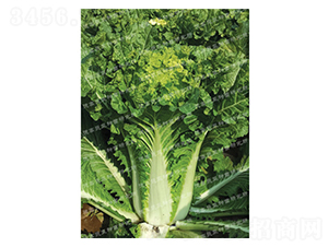 ��ò�-�¸߸���-��ײ˷N��-�¸�