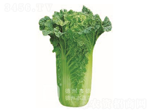 �����~�ײ�-���A45-��ײ˷N��-�¸�