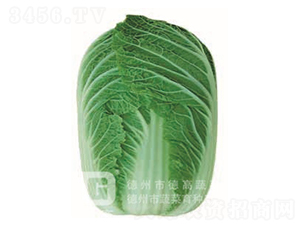 �F��2̖(h��o)-��ײ˷N��-�¸�