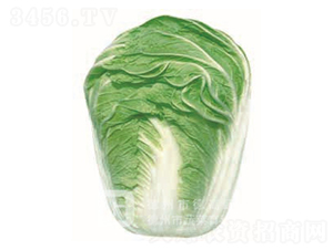 �p����̖(h��o)-��ײ˷N��-�¸�