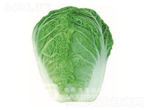 �¸�181-��ײ˷N��-�¸�