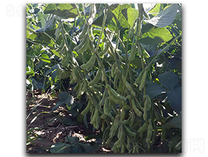 �G��ʯ-ë���N��-ï�A�N�I(y��)