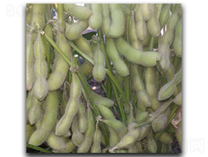 滬寧95-1-毛豆種子-茂華種業(yè)