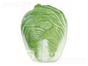 �İ�1̖(h��o)-��ײ˷N��-�¸�