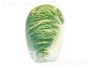 ���(y��ng)01-��ײ˷N��-�¸�