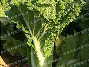 ���O��3̖(h��o)-��ײ˷N��-�¸�