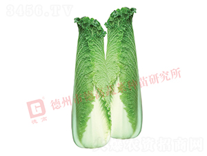 ��ѿ�B��-�¸�S747-��ײ˷N��-�¸�