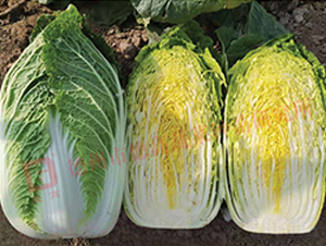 �����[���ײ�-CR1334-��ײ˷N��-�¸�