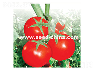 ������-���ѷN��-���·N�I(y��)