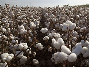 �����50̖-�޻��N��-��ʥ�̷N�I(y��)