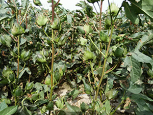 �º�56̖-�޻��N��-��ʥ�̷N�I(y��)