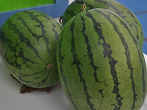 嘉玲-西瓜種子-金秋豐年