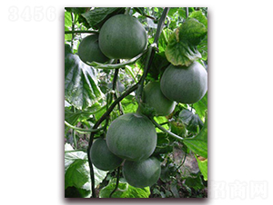 青帝-甜瓜種子-金秋豐年