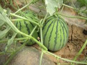 玉仙-西瓜種子-金秋豐年