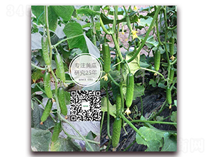 �r��ʮһ̖-�S�ϷN��-�¸ɾ�