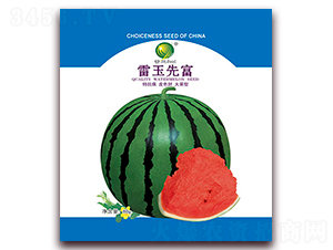 雷玉先富-西瓜種子-雷玉種業(yè)