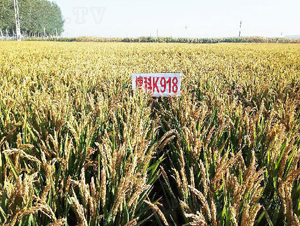 ����K918-ˮ���N��-���ƷN�I(y��)