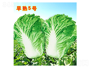 ����5̖(h��o)-�ײ˷N��-�f(w��n)�r(n��ng)�߿�