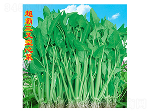 ������Ĳ�-���Ĳ˷N��-�f�r(n��ng)�߿�