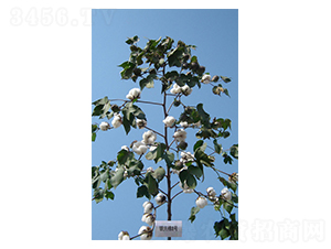 銀興棉8號-棉花種子-西域種業(yè)