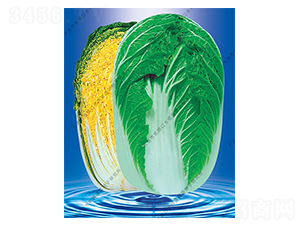 ˮ���I(y��ng)����58-�ײ˷N��-ˮ���I(y��ng)