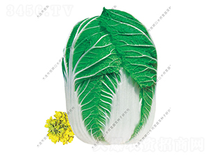 ��M�@-�ײ˷N��-ˮ���I(y��ng)