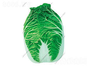 ˮ���I8̖-�ײ˷N��-ˮ���I