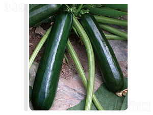 ������̖(h��o)-�����J�N��-�x���(l��i)