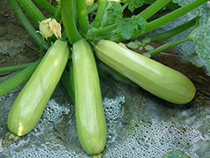 �ل�101-�����J�N��-�x���(l��i)