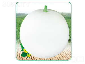 白玉2號(hào)-甜瓜種子-安泰達(dá)