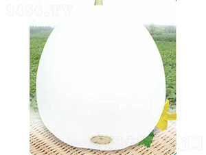 白翠蜜甜瓜-甜瓜種子-安泰達(dá)